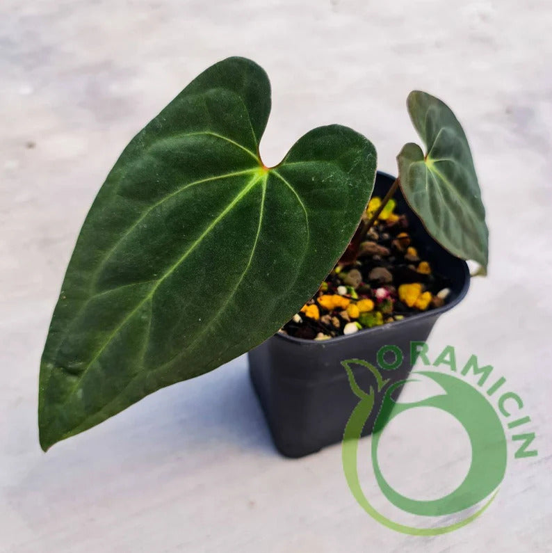 papi anthurium Anthurium X-One (Papillilaminum Hybrid) (Small Size) – oramicin
