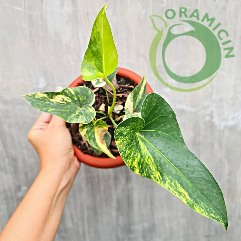 Anthurium Brownii Variegated Small ORAMICIN