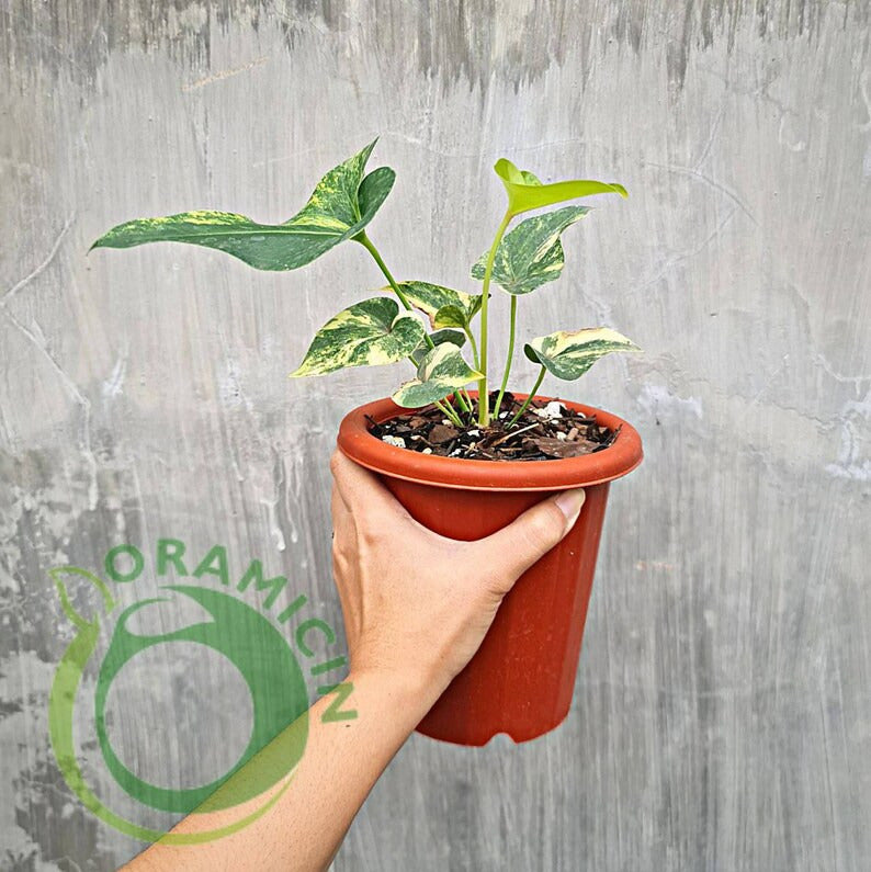 Anthurium Brownii Variegated Small ORAMICIN