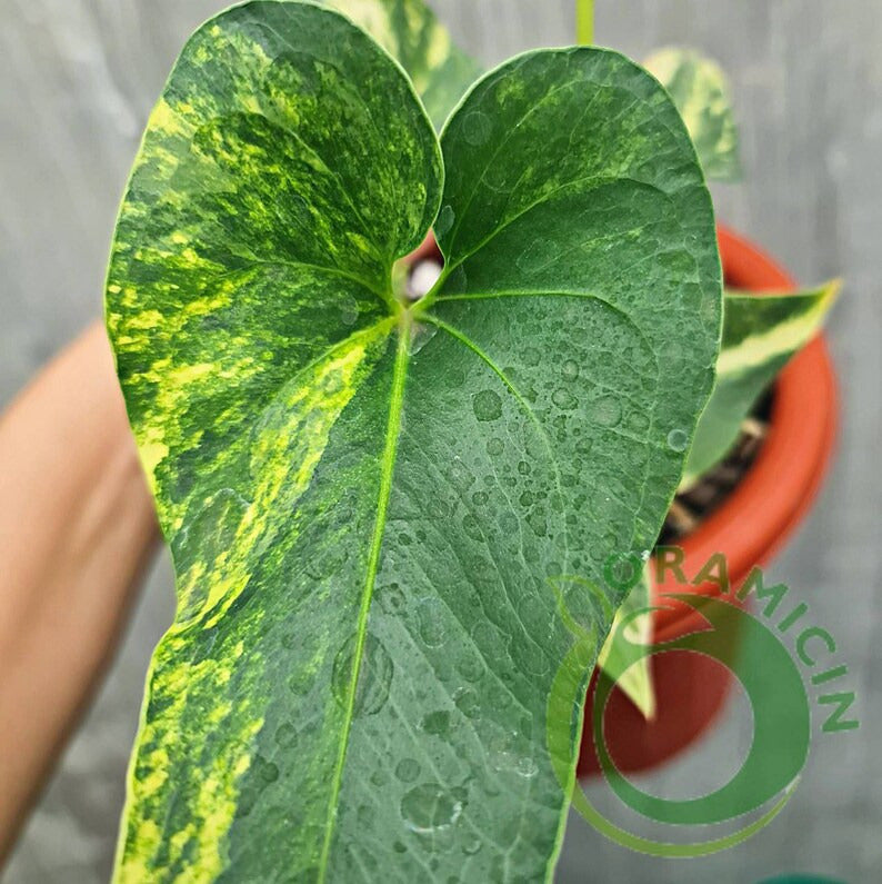 Anthurium Brownii Variegated Small ORAMICIN