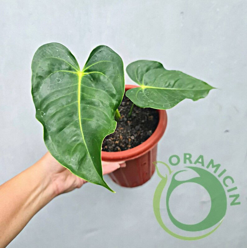 Anthurium King Veitchii Small ORAMICIN
