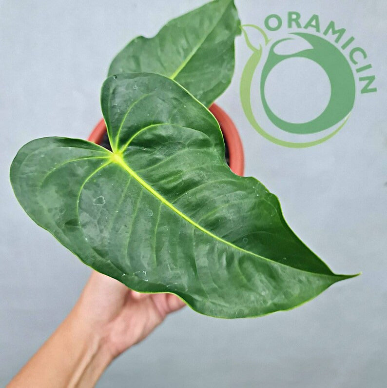 Anthurium King Veitchii Small ORAMICIN