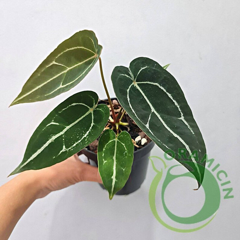 anthurium forgetii silver Anthurium Forgetii Silver (Small Size)