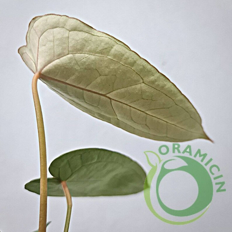 Anthurium Forgetii Silver Small ORAMICIN