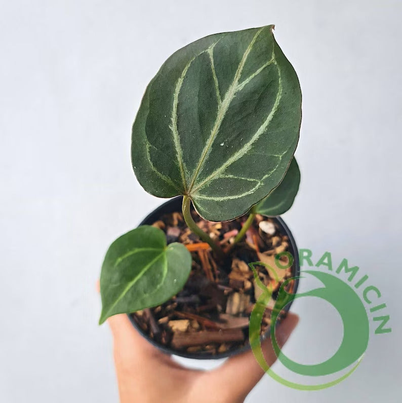 anthurium king of spades Anthurium King Of Spades (Small Size)