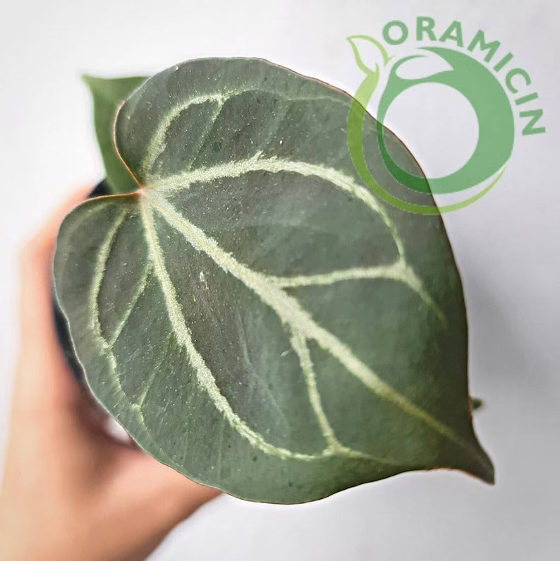 Anthurium King Of Spades Small ORAMICIN