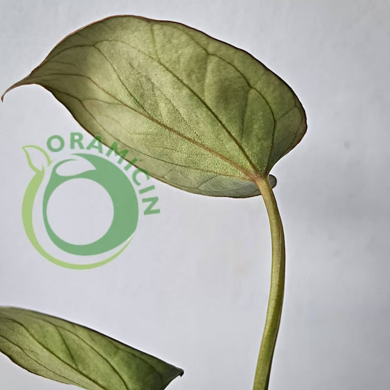 Anthurium King Of Spades Small ORAMICIN