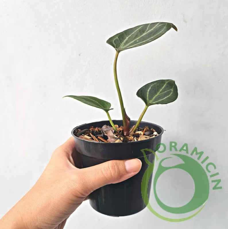 Anthurium King Of Spades Small ORAMICIN