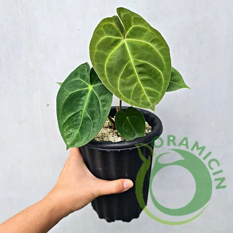 Anthurium Dessleri ORAMICIN