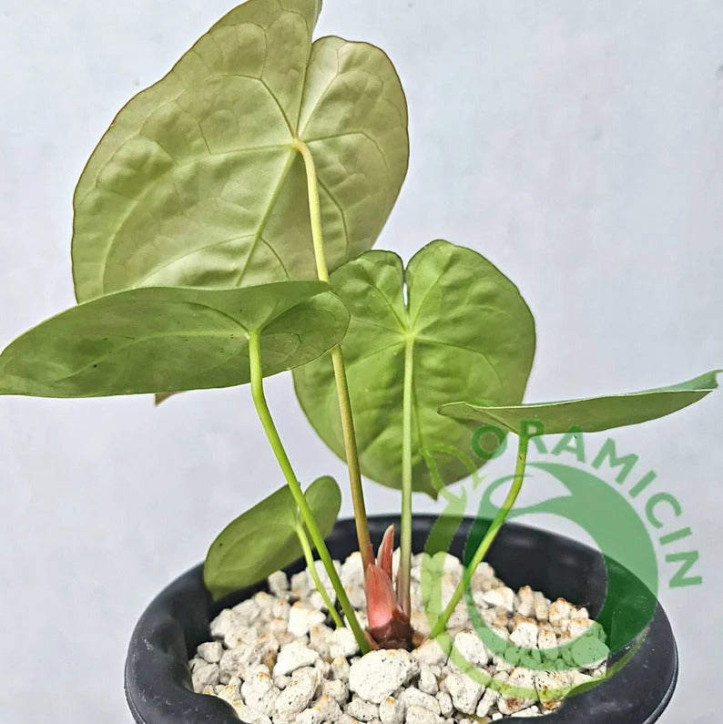 Anthurium Dessleri ORAMICIN
