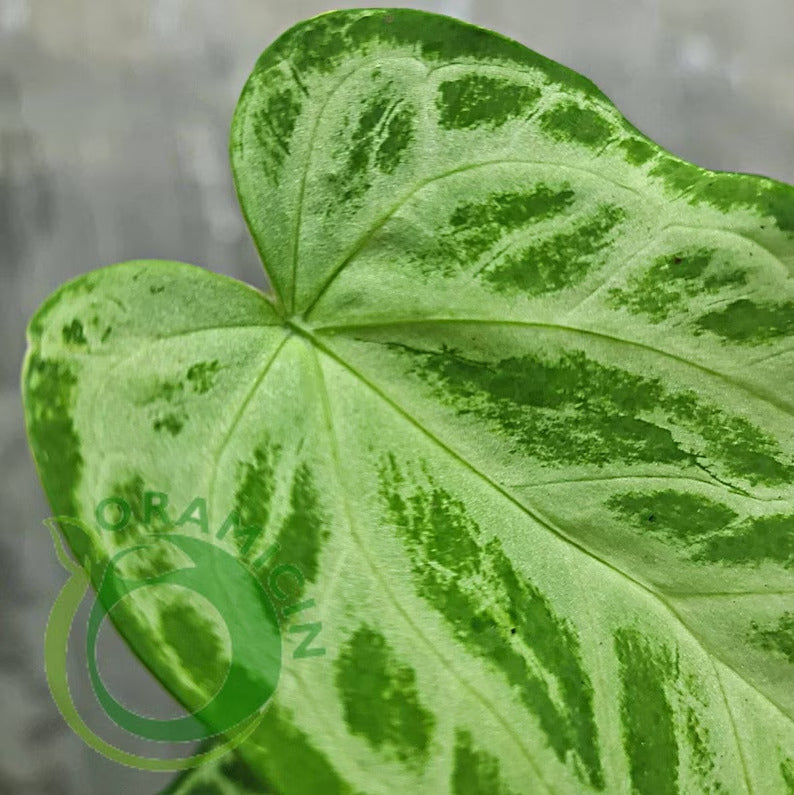Anthurium Warocqueanum X Silverblush Small ORAMICIN