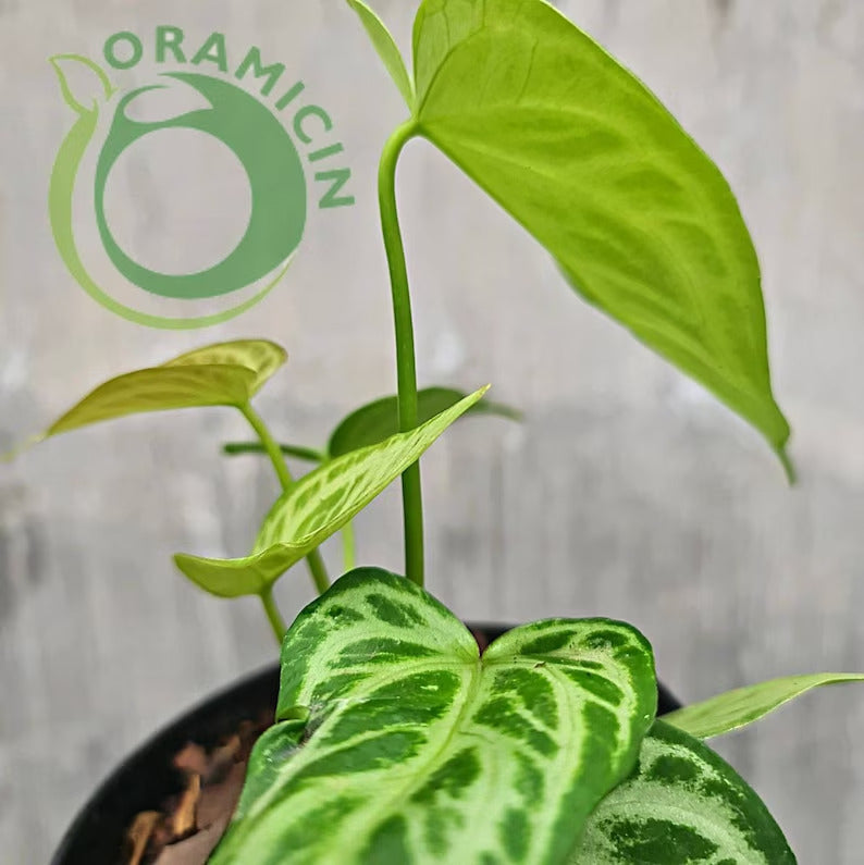 Anthurium Warocqueanum X Silverblush Small ORAMICIN