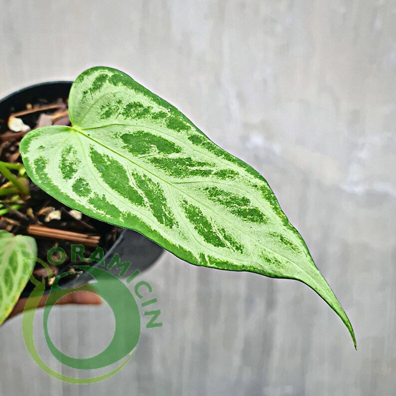 Anthurium Warocqueanum X Silverblush Small ORAMICIN