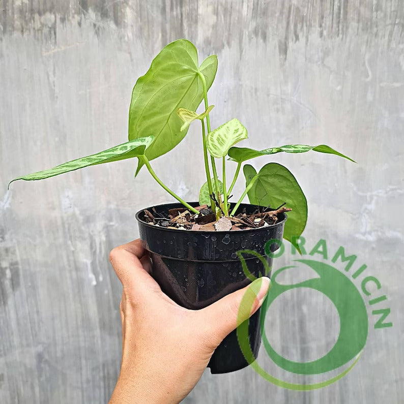 Anthurium Warocqueanum X Silverblush Small ORAMICIN