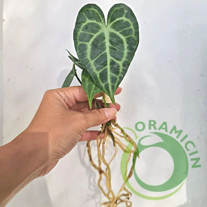 anthurium clarinervium brown tips Anthurium King Clarinervium – oramicin