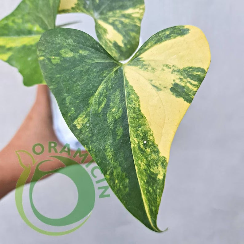 anthurium pteradactyl Anthurium Pterodactyl variegated *Preorder* Acclimated