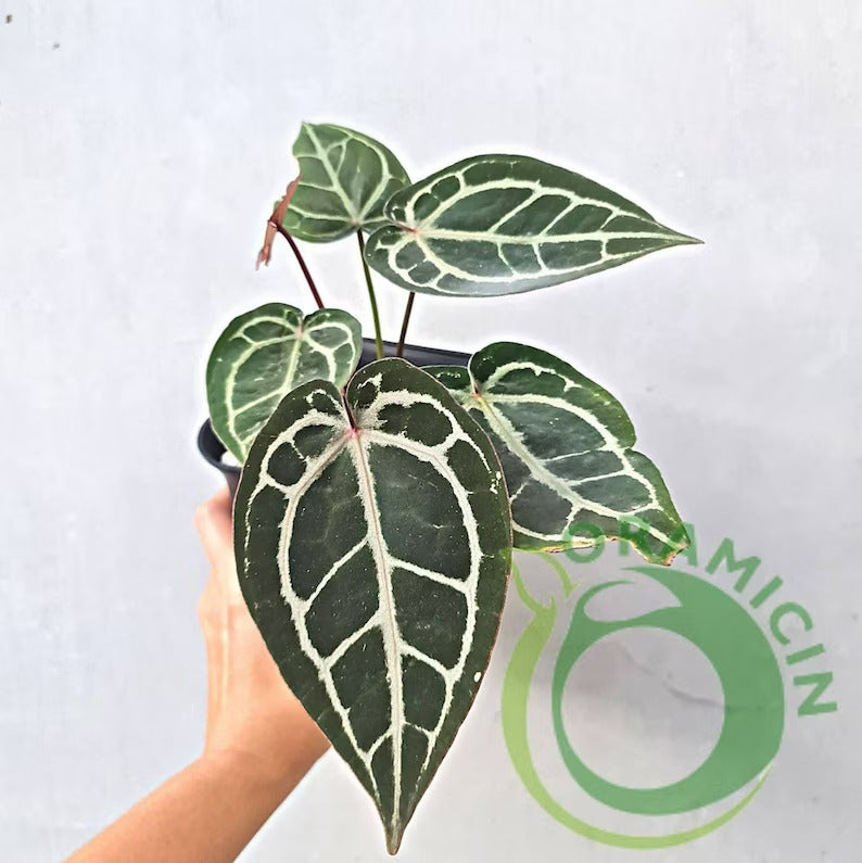 anthurium red crystallinum Anthurium Red Crystallinum (NSE)