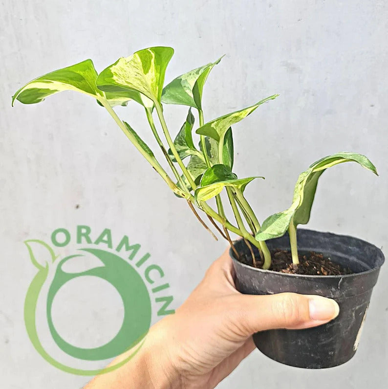 Epipremnum Manjula Pothos Variegated Small ORAMICIN