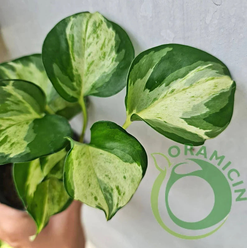 Epipremnum Manjula Pothos Variegated Small ORAMICIN