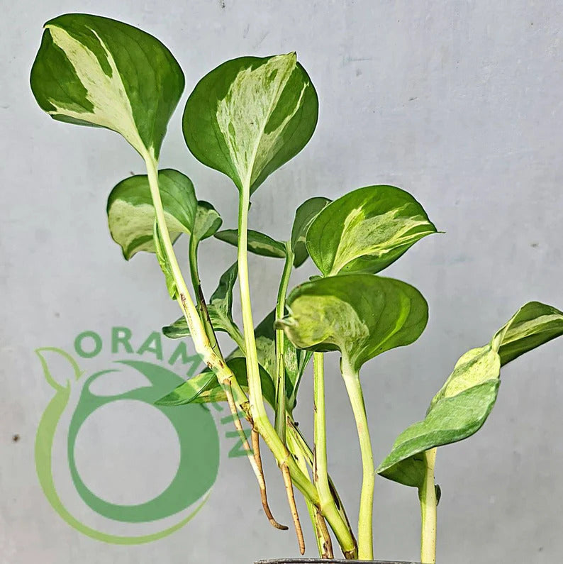 Epipremnum Manjula Pothos Variegated Small ORAMICIN