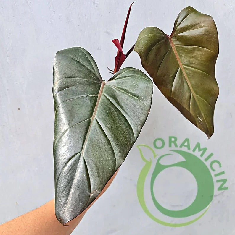 Philodendron Dark Lord Tropical Plants ORAMICIN