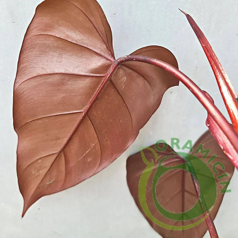 Philodendron Dark Lord Tropical Plants ORAMICIN