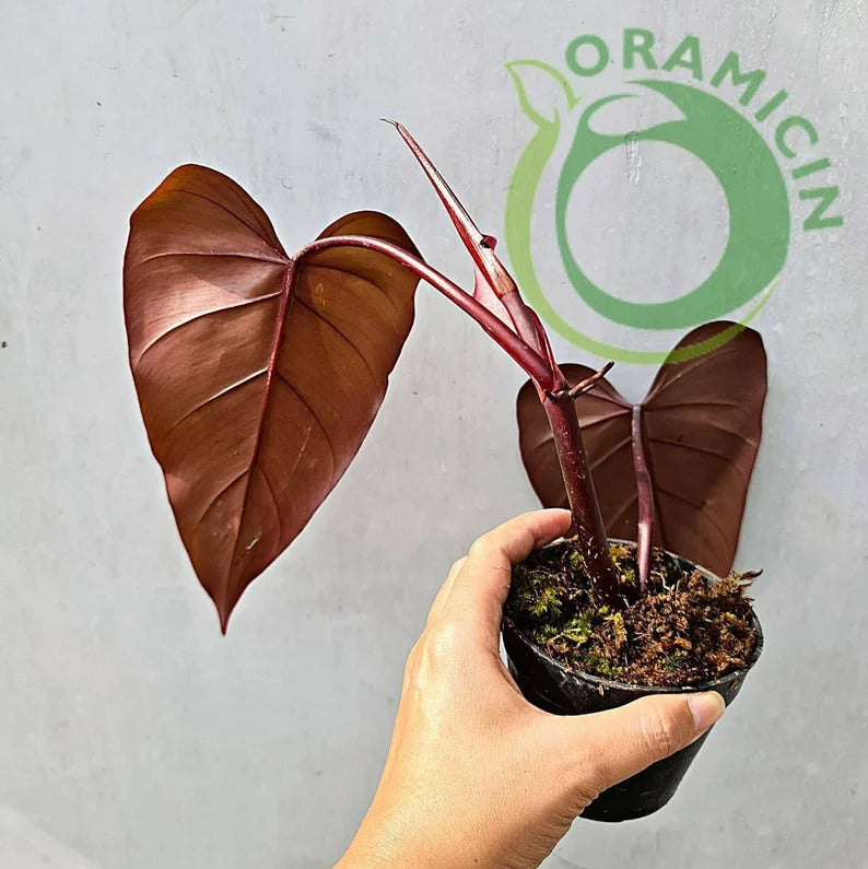 Philodendron Dark Lord Tropical Plants ORAMICIN
