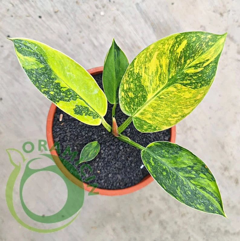 philodendron green saw variegated Philodendron Green Congo Marble Variegated