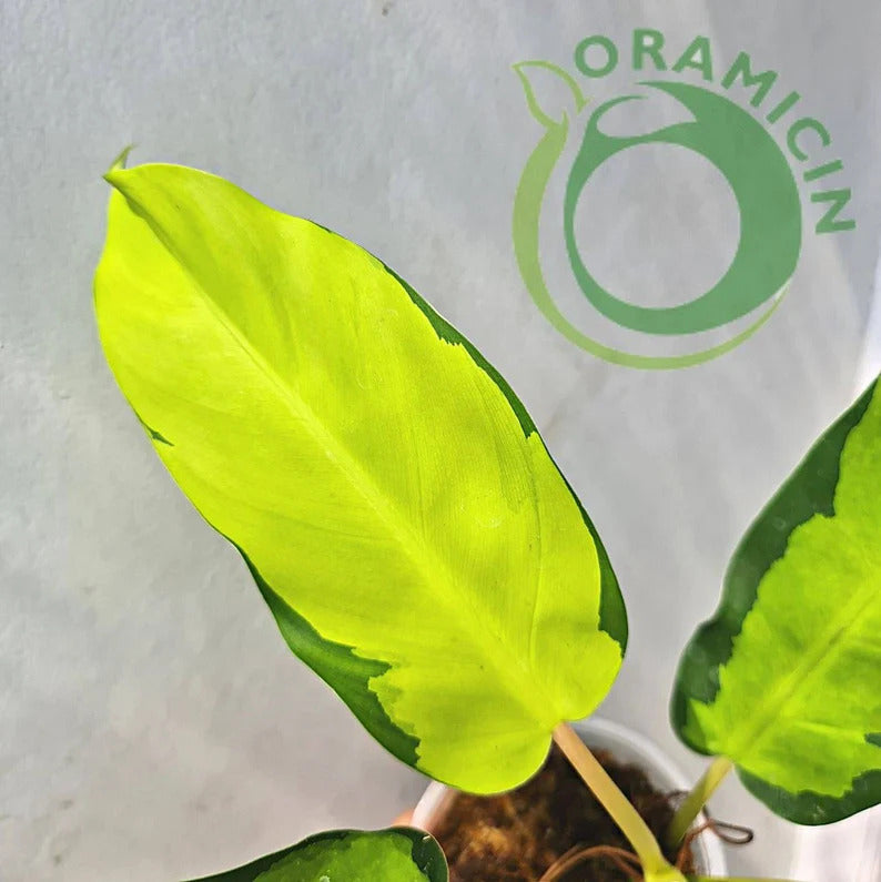 Philodendron Thai Sunrise Tropical Plants ORAMICIN