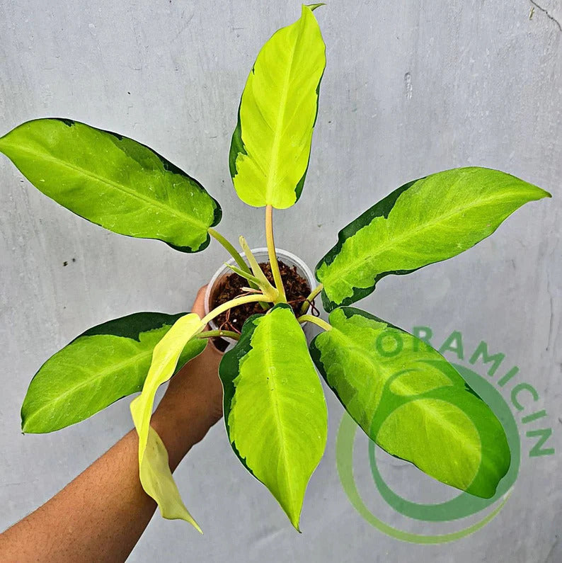 variegated philodendron thai sunrise Philodendron Thai Sunrise