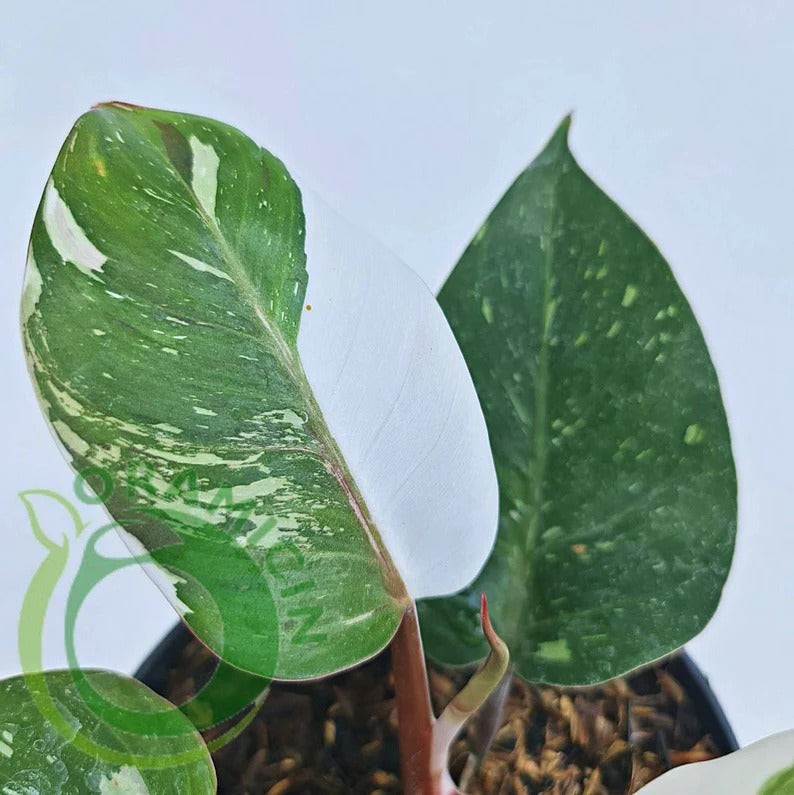 Philodendron White Knight Tropical Plants ORAMICIN
