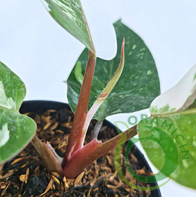 Philodendron White Knight Tropical Plants ORAMICIN