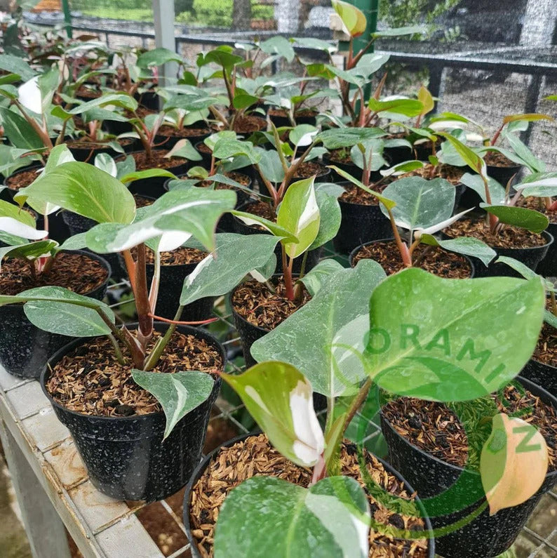 Philodendron White Knight Tropical Plants ORAMICIN