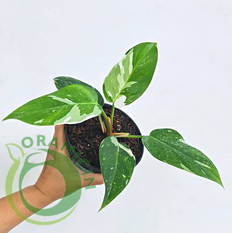 Philodendron White Princess Tropical Plants ORAMICIN