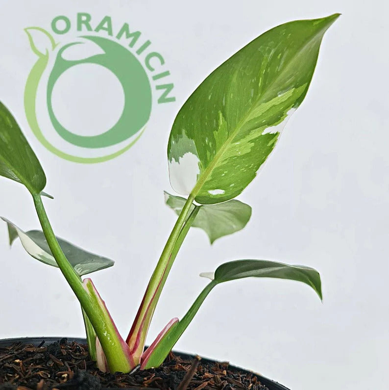 Philodendron White Princess Tropical Plants ORAMICIN