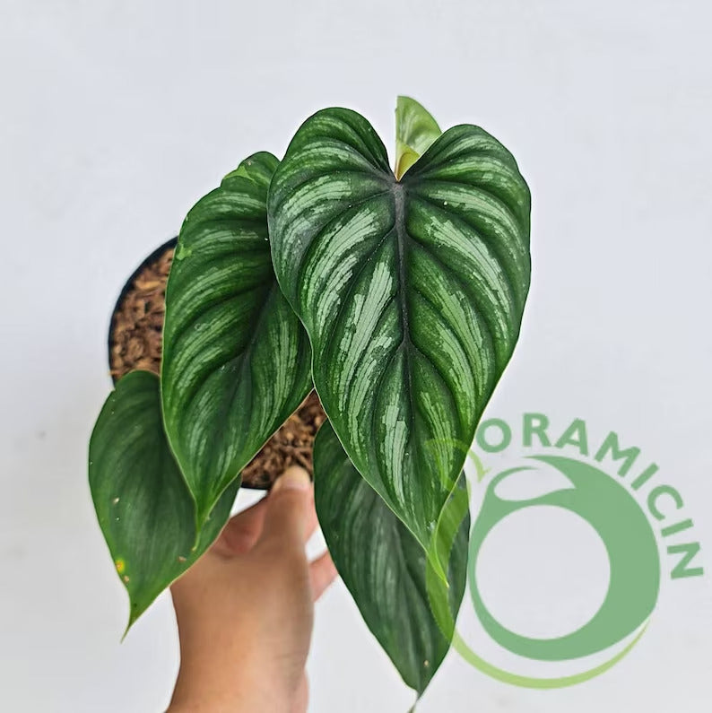 Philodendron Plowmanii Tropical Plants ORAMICIN