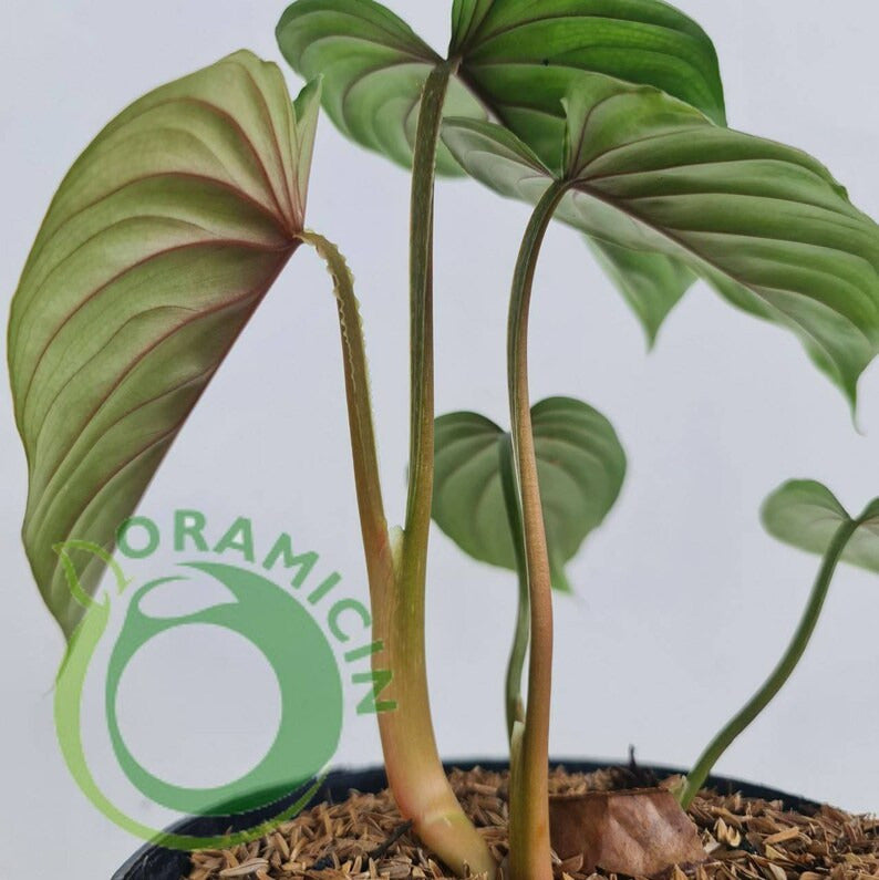 Philodendron Plowmanii Tropical Plants ORAMICIN