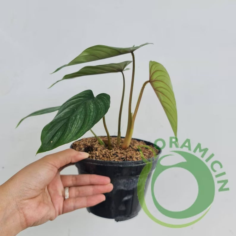 Philodendron Plowmanii Tropical Plants ORAMICIN