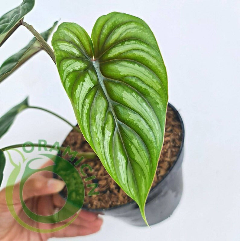 Philodendron Plowmanii Tropical Plants ORAMICIN