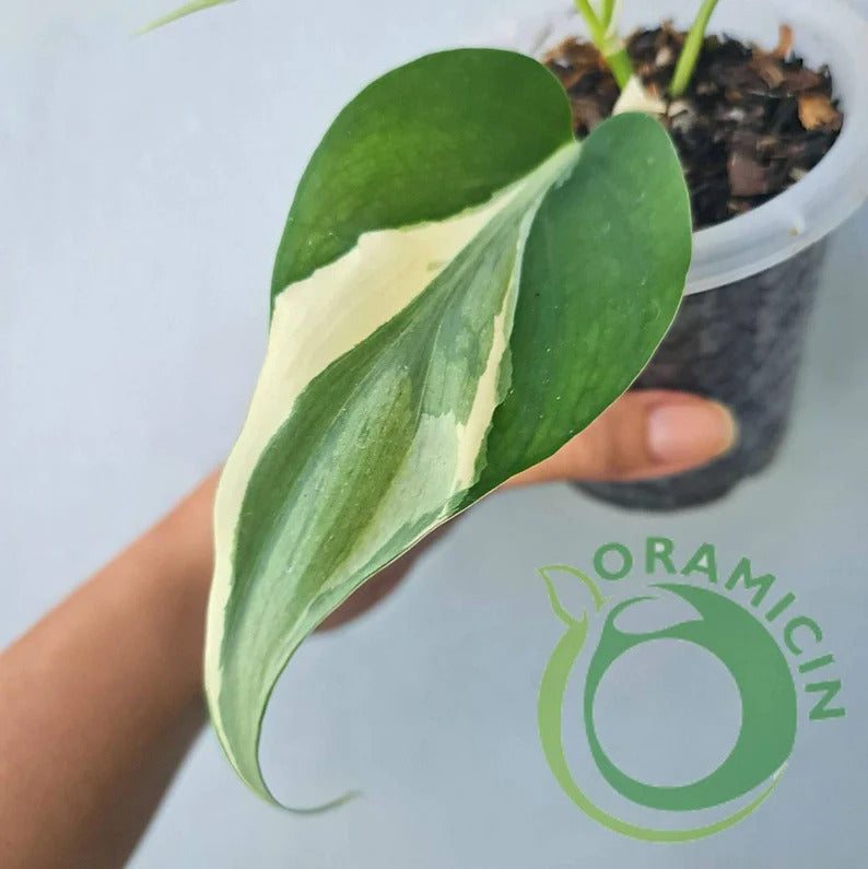 philodendron rio vs silver stripe Philodendron Rio – oramicin