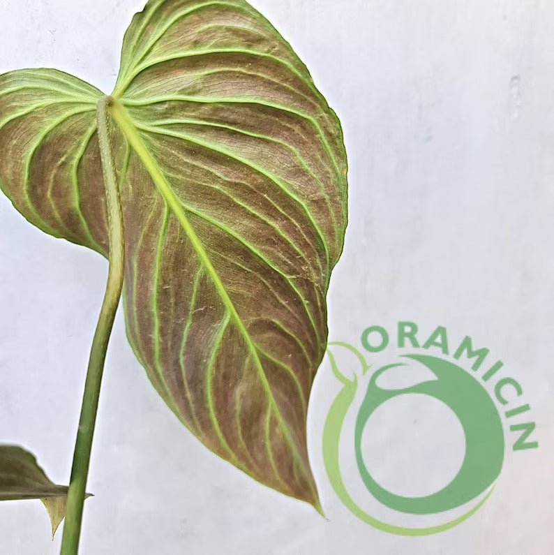 Philodendron Splendid (Verrucosum X Melanochrysum) Tropical Plants ORAMICIN