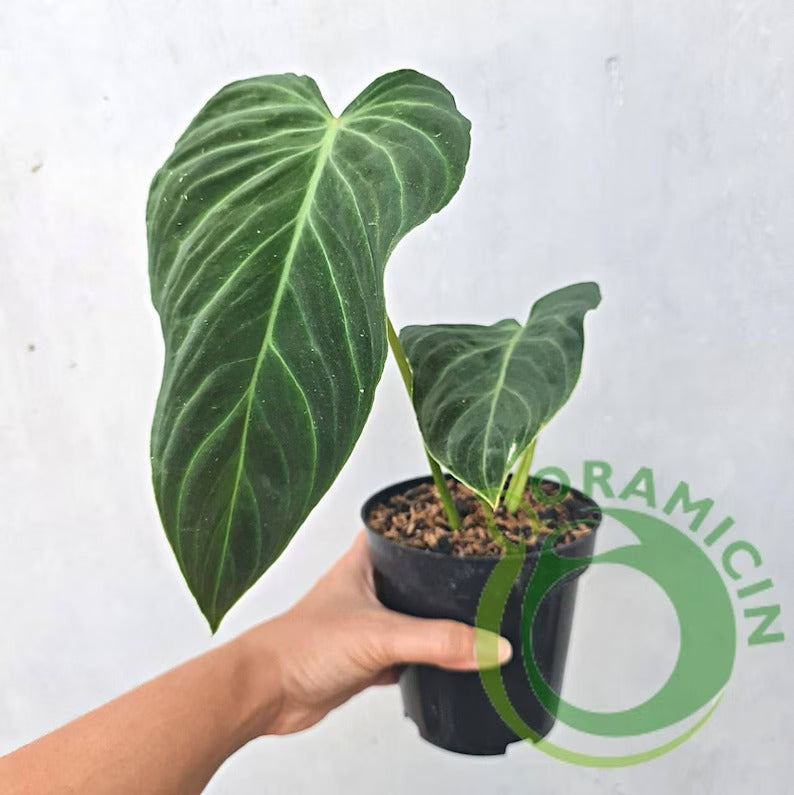 Philodendron Splendid (Verrucosum X Melanochrysum) Tropical Plants ORAMICIN