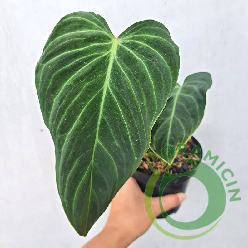 Philodendron Splendid (Verrucosum X Melanochrysum) Tropical Plants ORAMICIN