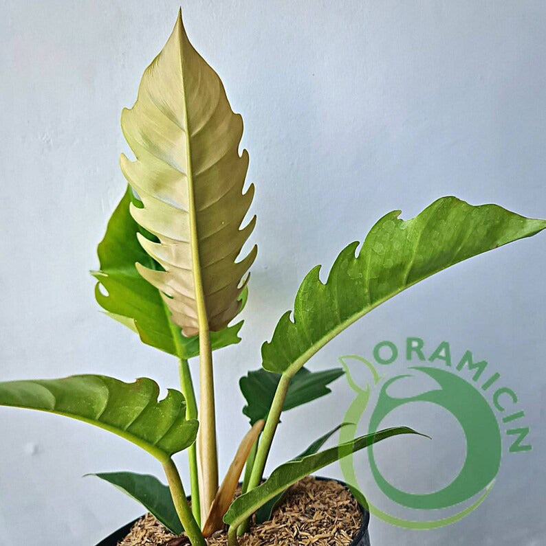 Philodendron Green Caramel Tropical Plants ORAMICIN