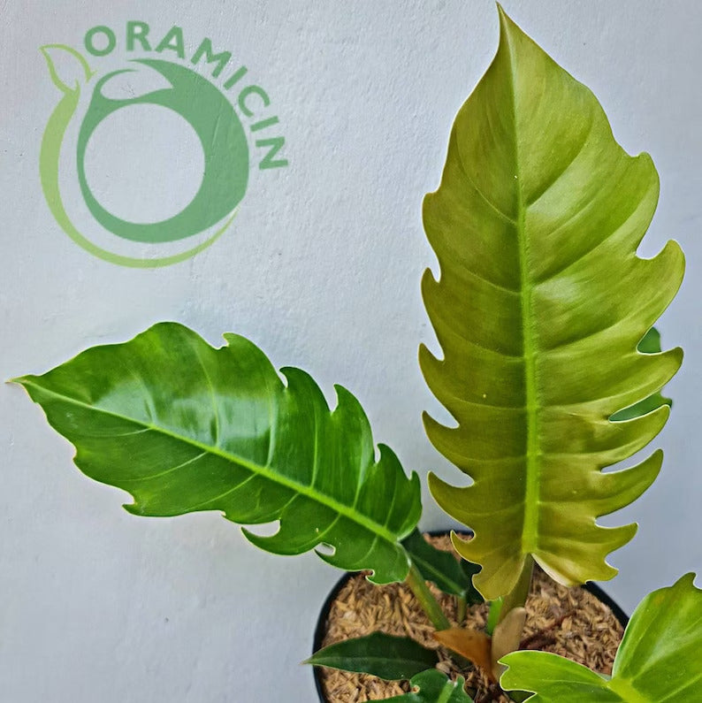 Philodendron Green Caramel Tropical Plants ORAMICIN