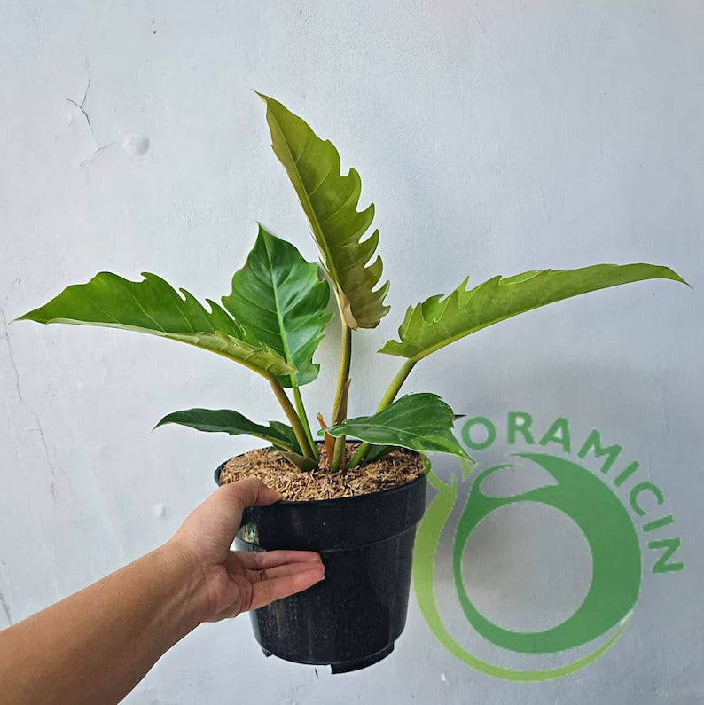 Philodendron Green Caramel Tropical Plants ORAMICIN