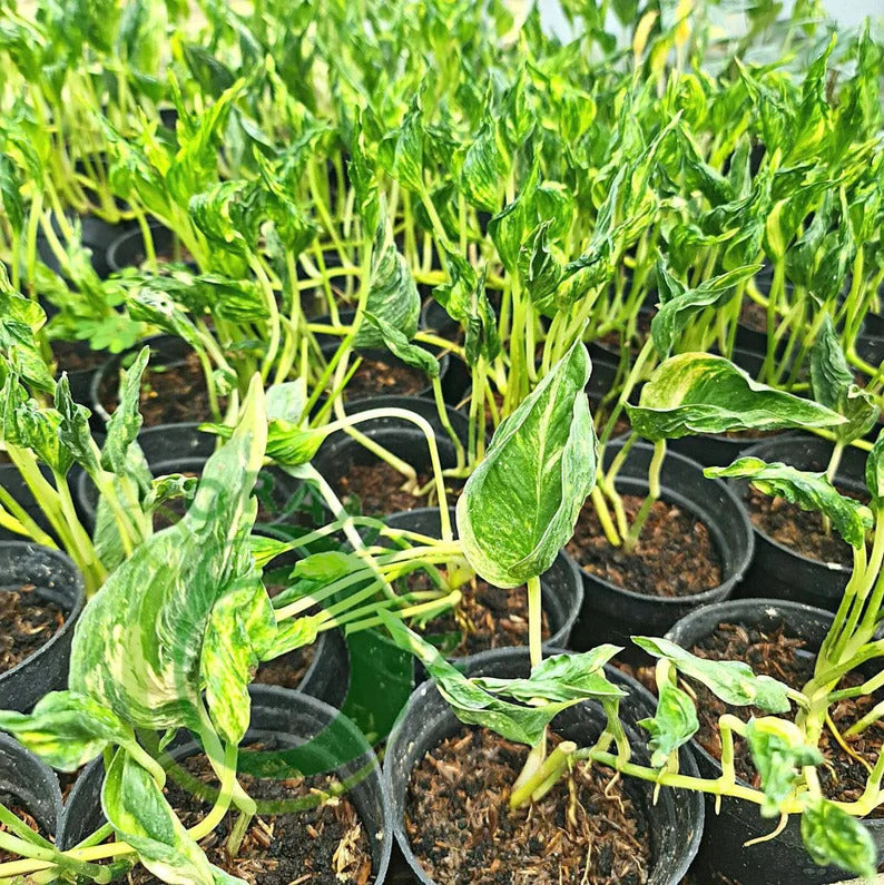 Philodendron Shangrila Variegated Tropical Plants ORAMICIN