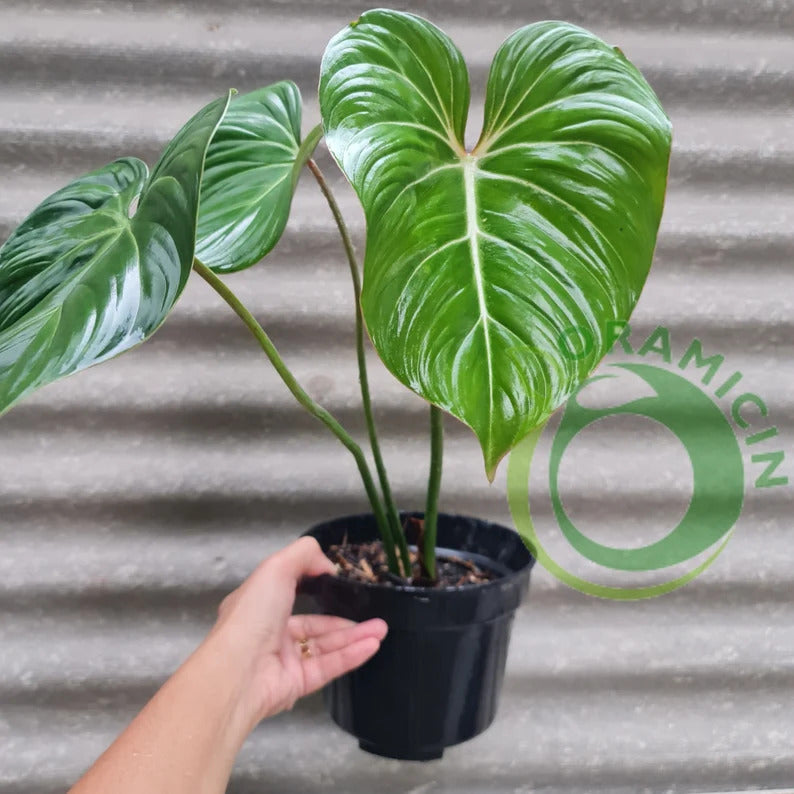 Philodendron Gloriosum