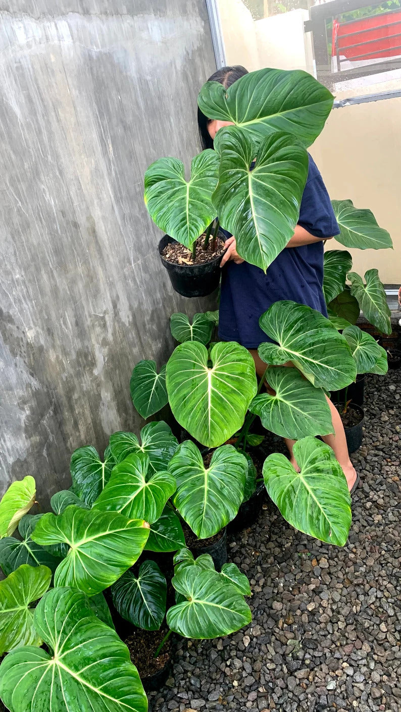 Philodendron Gloriosum Plant