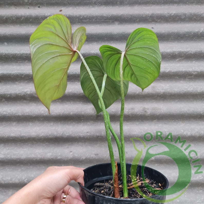 Philodendron Gloriosum